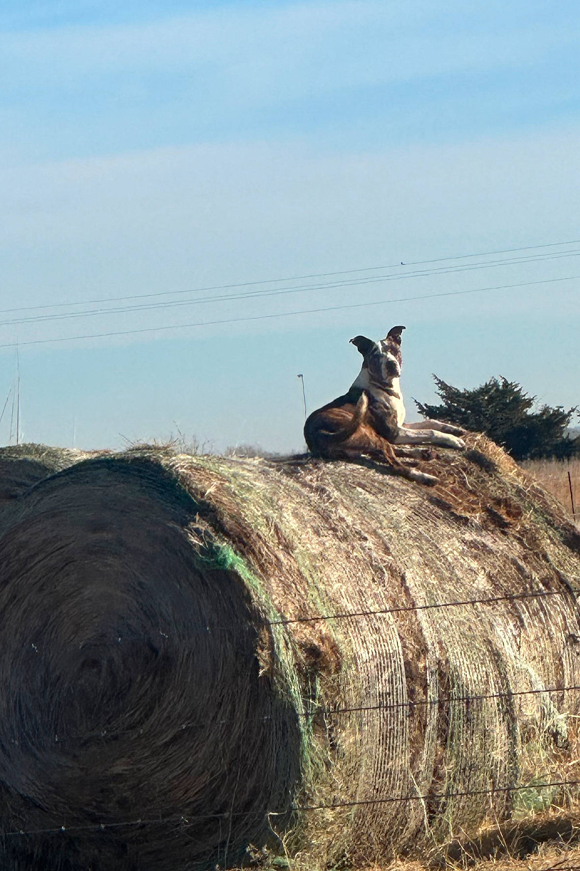Max joined the competition — help win amazing prizes! agriculture, cloud, field, grass, grassland, hay, landscape, livestock, macropodidae, pasture, plant, roof, sky, soil, terrestrial_animal, tree, trunk, wallaby, wildlife, wood