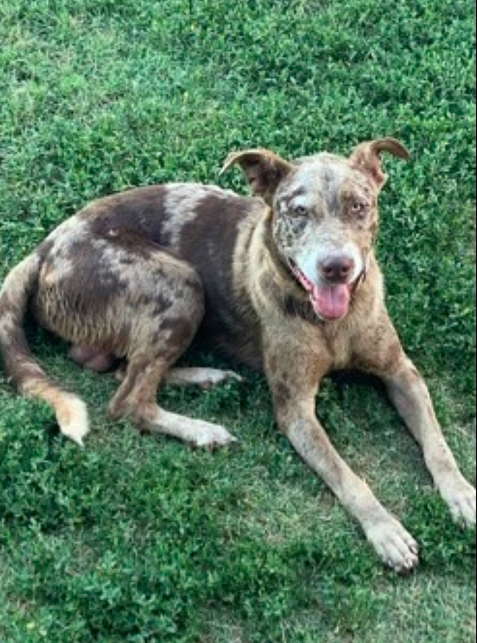 Max joined the competition — help win amazing prizes! canidae, carnivore, companion_dog, dog, dog_breed, dogo_sardesco, grass, herding_dog, snout, sporting_group, tail, terrestrial_animal, working_animal, working_dog