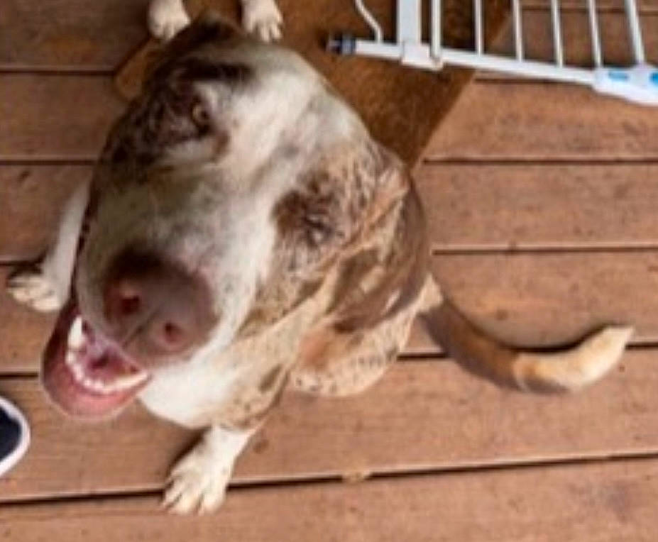 Max is registered to the contest to win money with this photo: canidae, carnivore, companion_dog, dog, dog_breed, fawn, fence, hardwood, metal, non_sporting_group, outdoor_furniture, pet_supply, snout, sporting_group, terrestrial_animal, whiskers, wood, working_animal