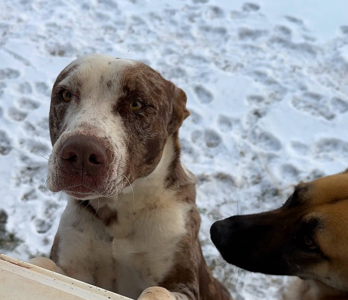 Max joined the competition — help win amazing prizes! beach, canidae, carnivore, companion_dog, dog, dog_breed, fawn, foam, hunting_dog, non_sporting_group, sand, snout, sporting_group, terrestrial_animal, water, whiskers, winter, working_animal, working_dog