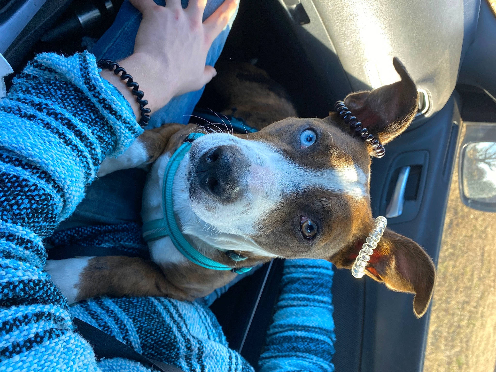 Lexi is registered to the contest to win money with this photo: canidae, car, carnivore, collar, companion_dog, dog, dog_breed, dog_collar, ear, electric_blue, eyewear, fawn, fur, snout, sporting_group, steering_wheel, vehicle, vehicle_door, windshield, working_animal