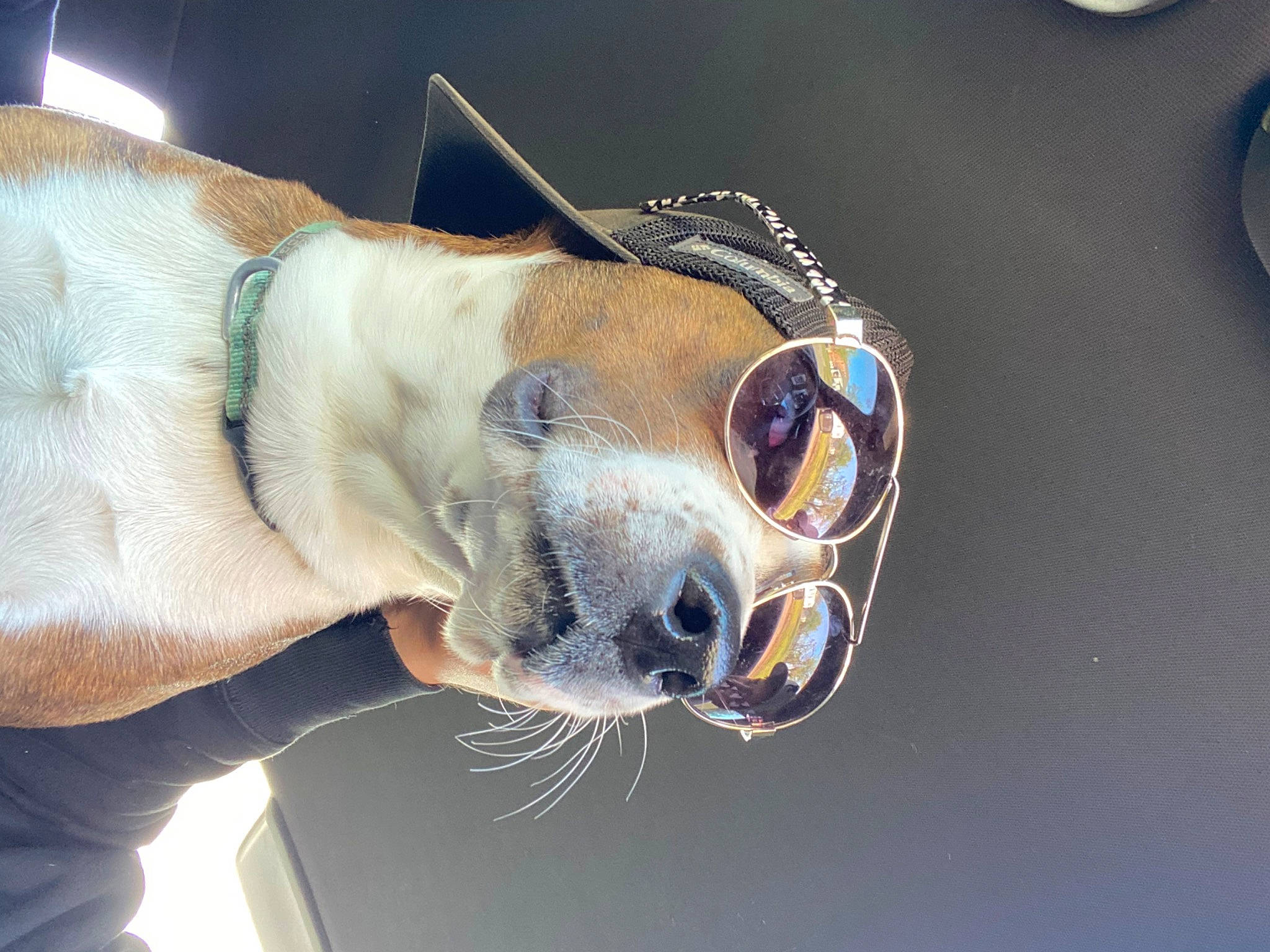 Lexi joined the competition — help win amazing prizes! automotive_lighting, carnivore, collar, dog_breed, ear, electric_blue, eye, eyelash, eyewear, fawn, fur, gadget, goggles, macro_photography, snout, sunglasses, terrestrial_animal, whiskers, working_animal, wrinkle
