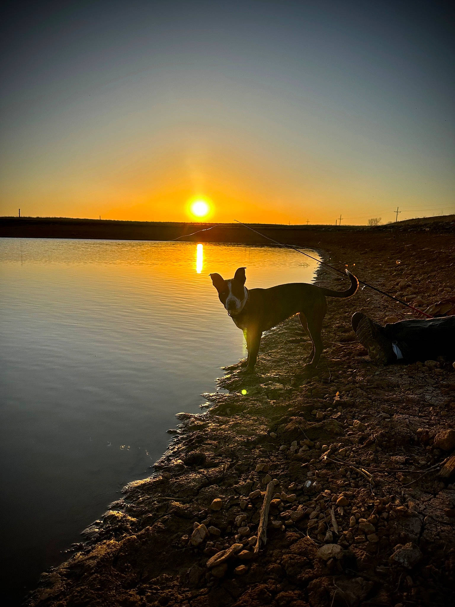 Lexi joined the competition — help win amazing prizes! afterglow, astronomical_object, beach, calm, dog, dusk, horizon, lake, landscape, natural_landscape, people_in_nature, red_sky_at_morning, sky, sun, sunlight, sunrise, sunset, water, water_resources, wood