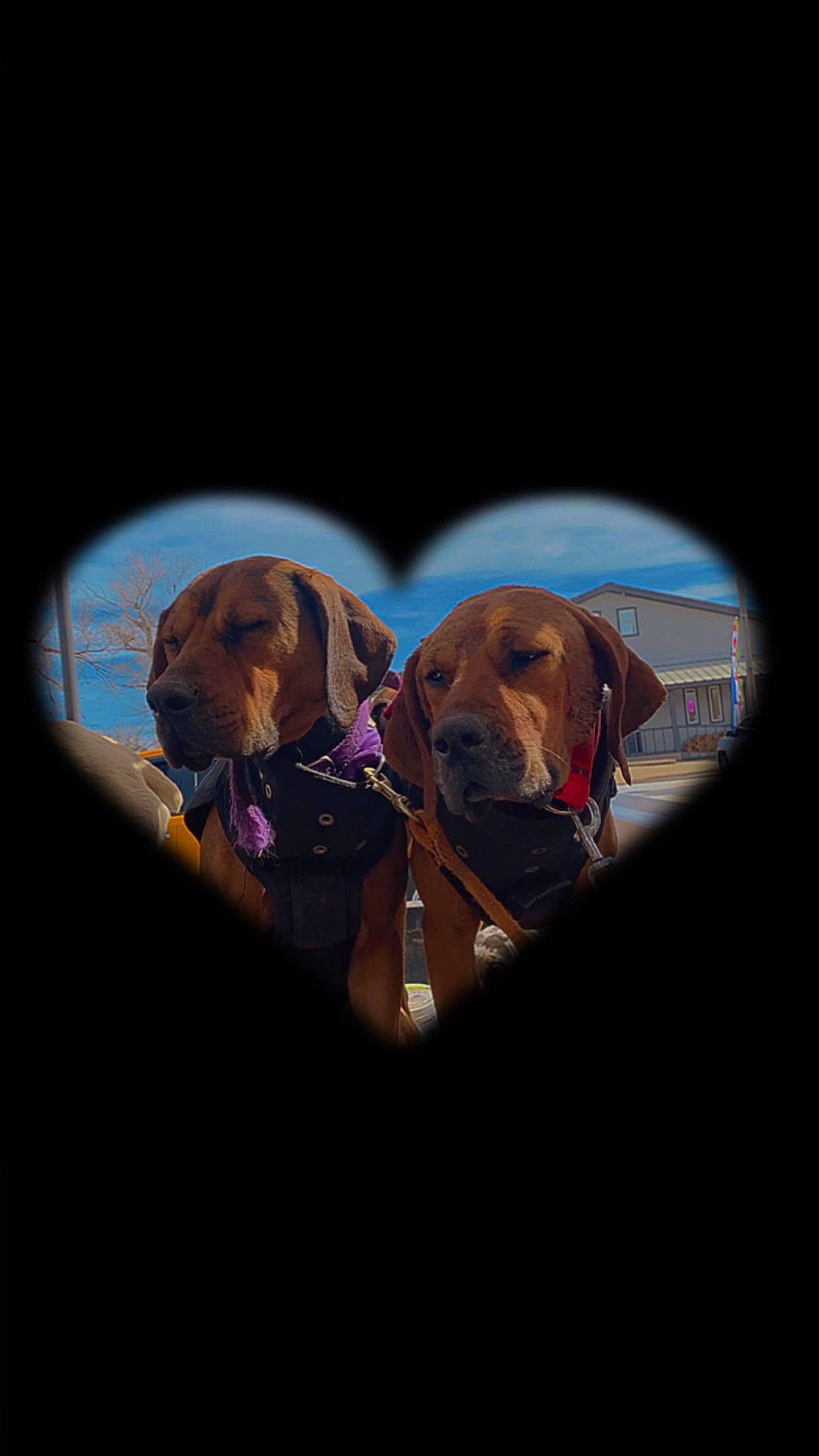 Macie joined the competition — help win amazing prizes! canidae, carnivore, circle, collar, companion_dog, darkness, dog, dog_breed, dog_supply, event, gun_dog, hat, hound, liver, mammal, snout, sporting_group, vehicle_door, vertebrate, working_animal