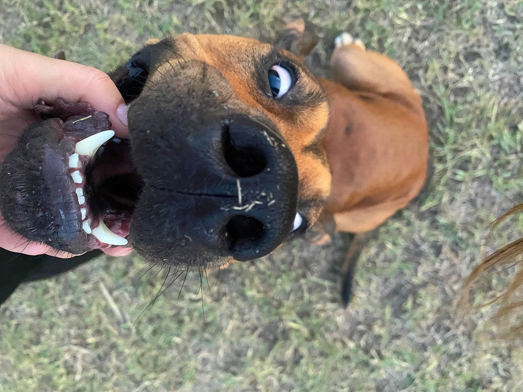 Macie joined the competition — help win amazing prizes! carnivore, collar, companion_dog, dog, dog_breed, dog_collar, fawn, fur, grass, hound, liver, pet_supply, puggle, scent_hound, snout, sporting_group, terrestrial_animal, whiskers, working_animal, working_dog