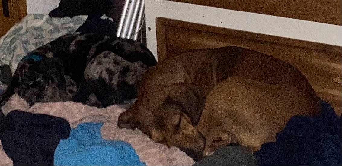 Macie is registered to the contest to win money with this photo: canidae, carnivore, comfort, companion_dog, dog, dog_breed, dog_supply, fawn, fur, guard_dog, gun_dog, hardwood, linens, liver, nap, non_sporting_group, snout, sporting_group, terrestrial_animal, working_animal