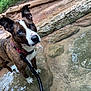 Lexi joined the competition — help win amazing prizes! dog, brindle, blue_eyes, water, shallow_water, rocks, nature, outdoor, leash, collar, pet, canine, curious, standing, animal, ear_up, person, background, forest, summer