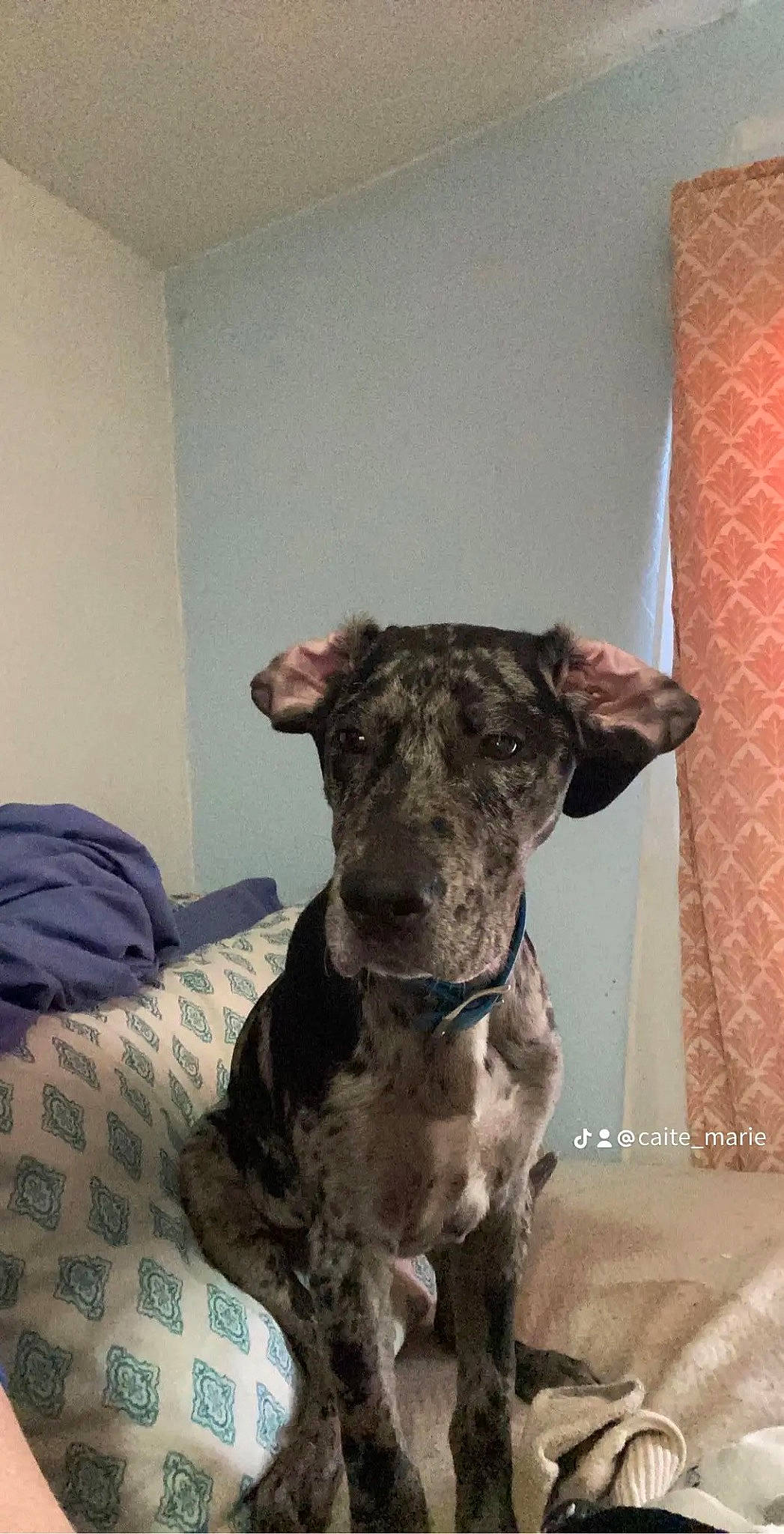 Ace is registered to the contest to win money with this photo: canidae, carnivore, collar, comfort, companion_dog, dog, dog_breed, dog_collar, fawn, guard_dog, puppy, snout, sporting_group, tail, terrestrial_animal, terrier, toy_dog, whiskers, working_animal, working_dog