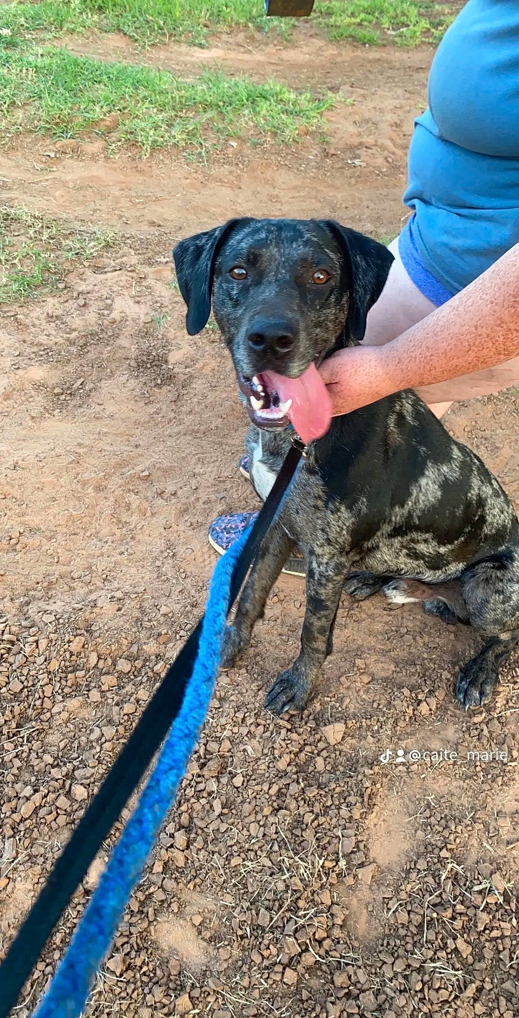 Ace joined the competition — help win amazing prizes! canidae, carnivore, collar, companion_dog, dog, dog_breed, dog_collar, fawn, guard_dog, gun_dog, leash, plant, pointing_breed, recreation, retriever, soil, sporting_group, tail, working_animal, working_dog