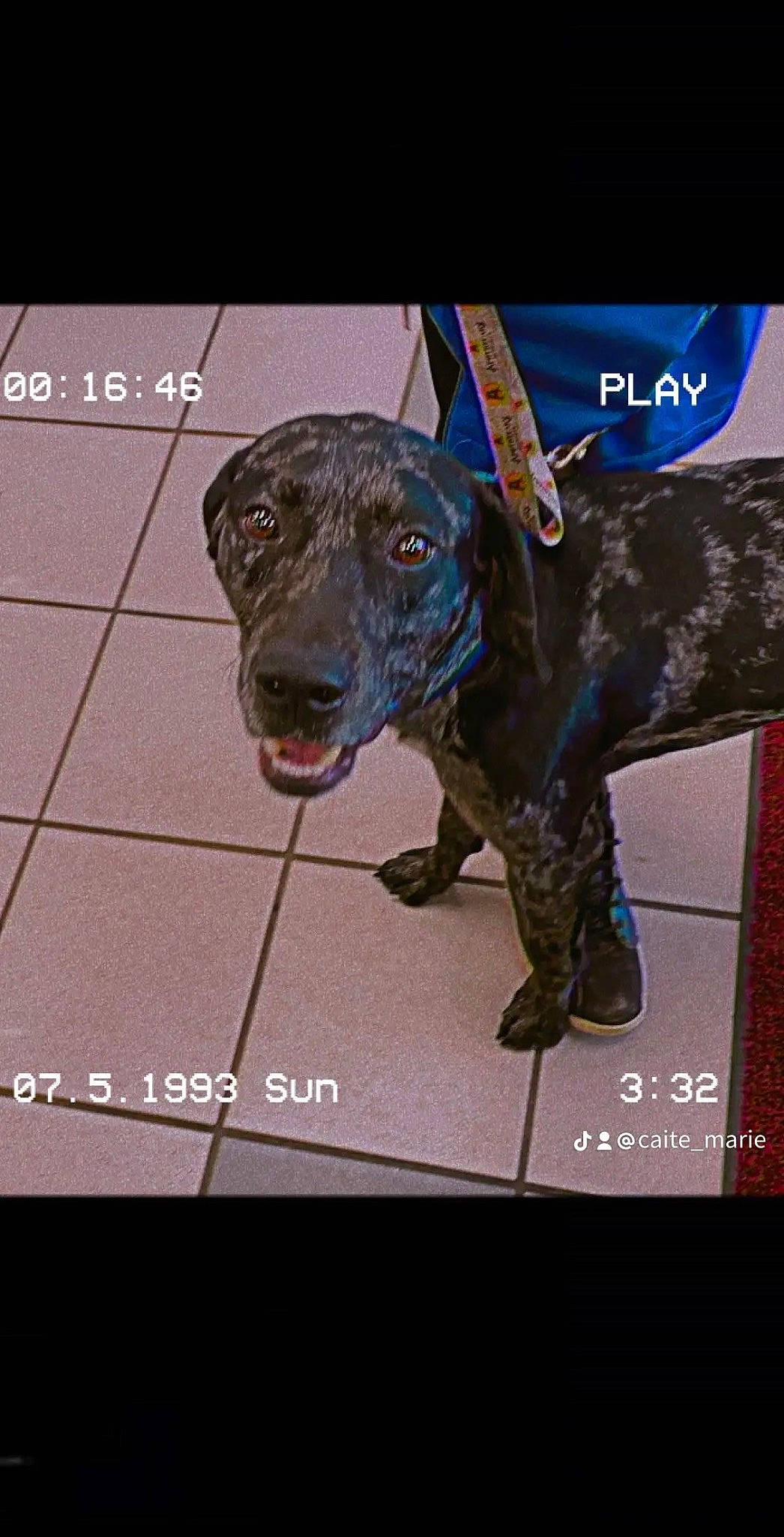 Ace joined the competition — help win amazing prizes! advertising, canidae, carnivore, collar, companion_dog, dog, dog_breed, dog_collar, dog_supply, font, guard_dog, gun_dog, liver, pet_supply, photo_caption, pointing_breed, retriever, snout, sporting_group, working_animal