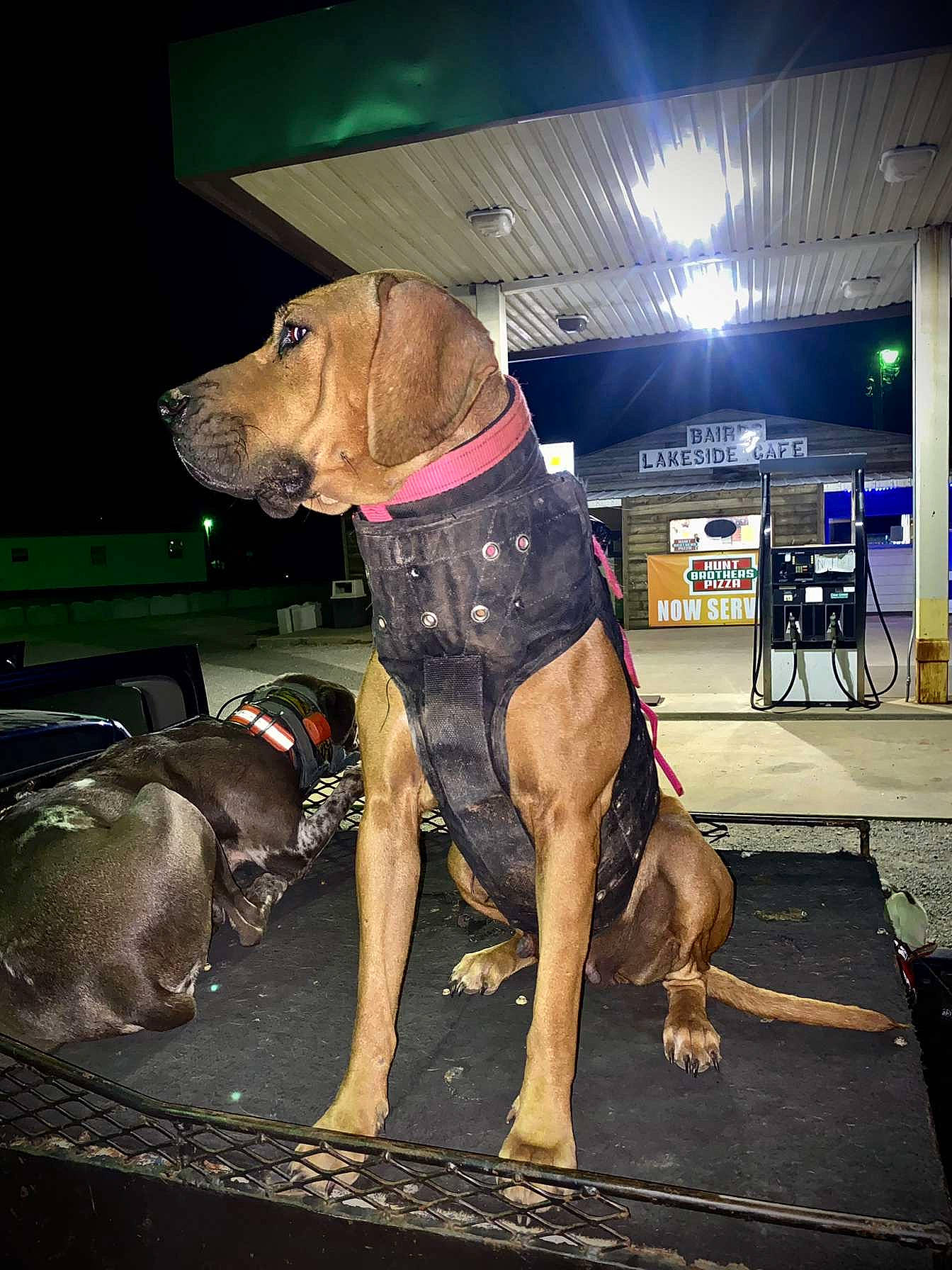 Gracie is registered to the contest to win money with this photo: canidae, carnivore, collar, companion_dog, dog, dog_breed, dog_collar, dog_supply, fashion_accessory, fawn, guard_dog, gun_dog, leash, liver, non_sporting_group, pet_supply, snout, sporting_group, working_animal, working_dog