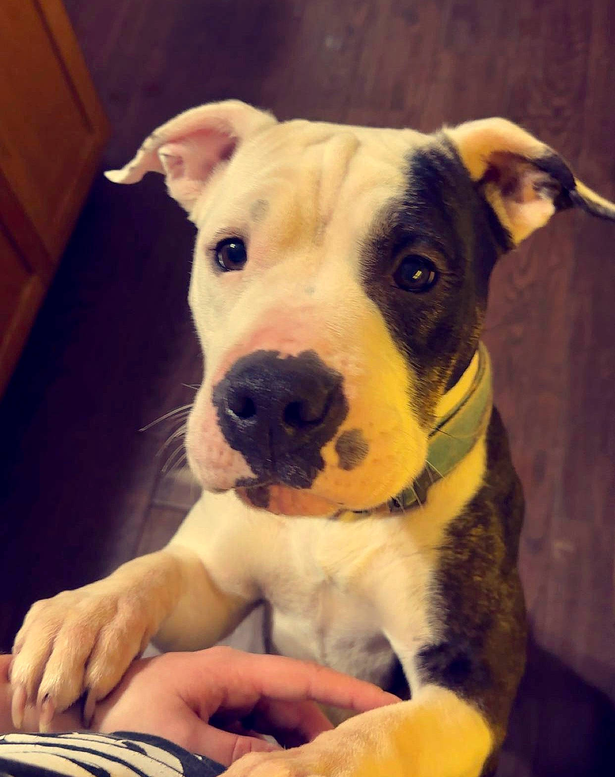 Layla is registered to the contest to win money with this photo: canidae, carnivore, cloud, collar, companion_dog, dog, dog_breed, dog_collar, fang, fawn, happy, paw, pet_supply, selfie, snout, sporting_group, square, tableware, whiskers, working_animal