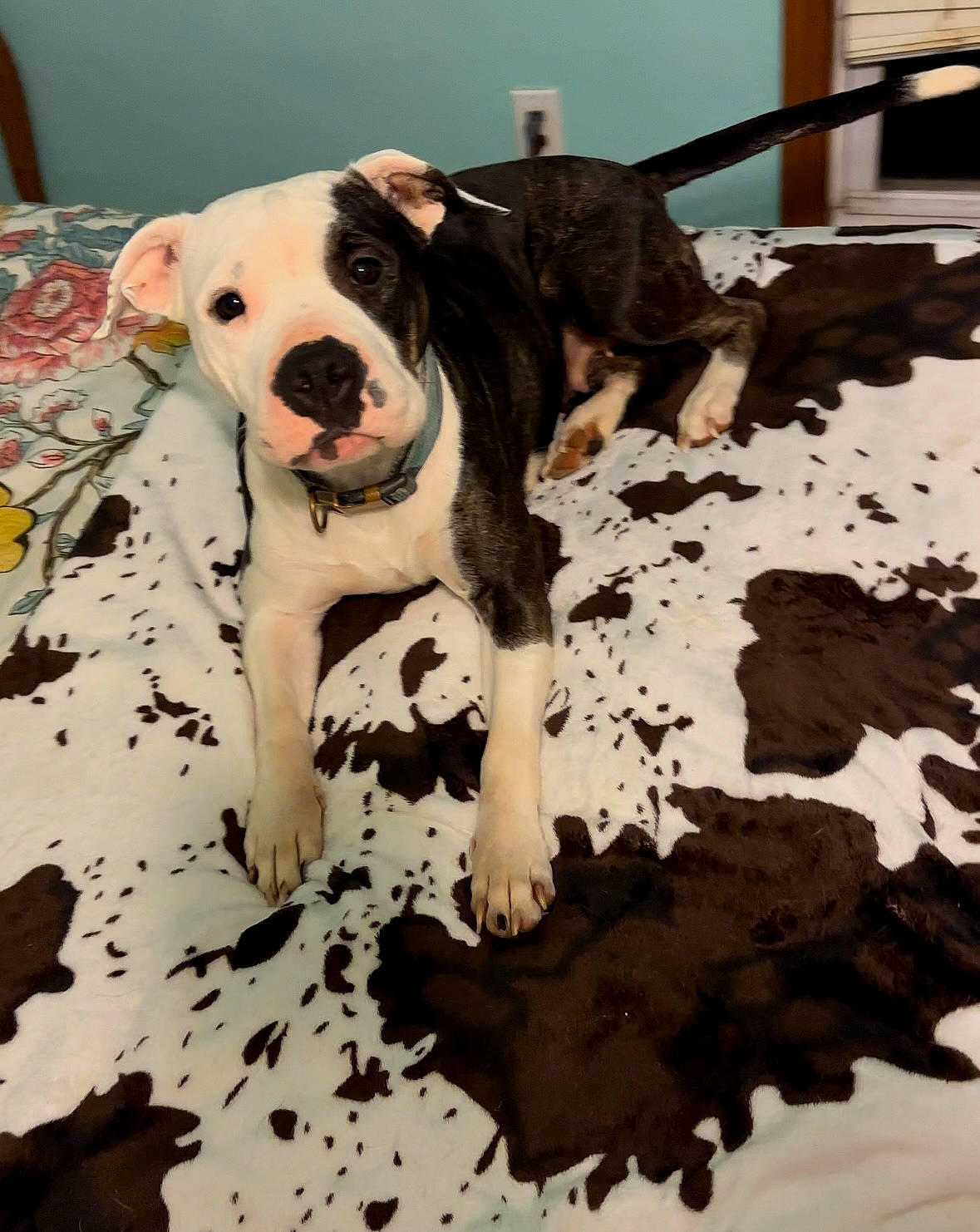 Layla joined the competition — help win amazing prizes! canidae, carnivore, collar, companion_dog, dog, dog_breed, dog_collar, dog_supply, fawn, flooring, fur, guard_dog, paw, pet_supply, snout, sporting_group, tail, toy, working_animal, working_dog