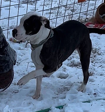 Layla joined the competition — help win amazing prizes! carnivore, collar, companion_dog, dog, dog_breed, dog_collar, dog_supply, fawn, freezing, fur, leash, paw, pet_supply, snow, sporting_group, tail, whiskers, winter, working_animal, working_dog