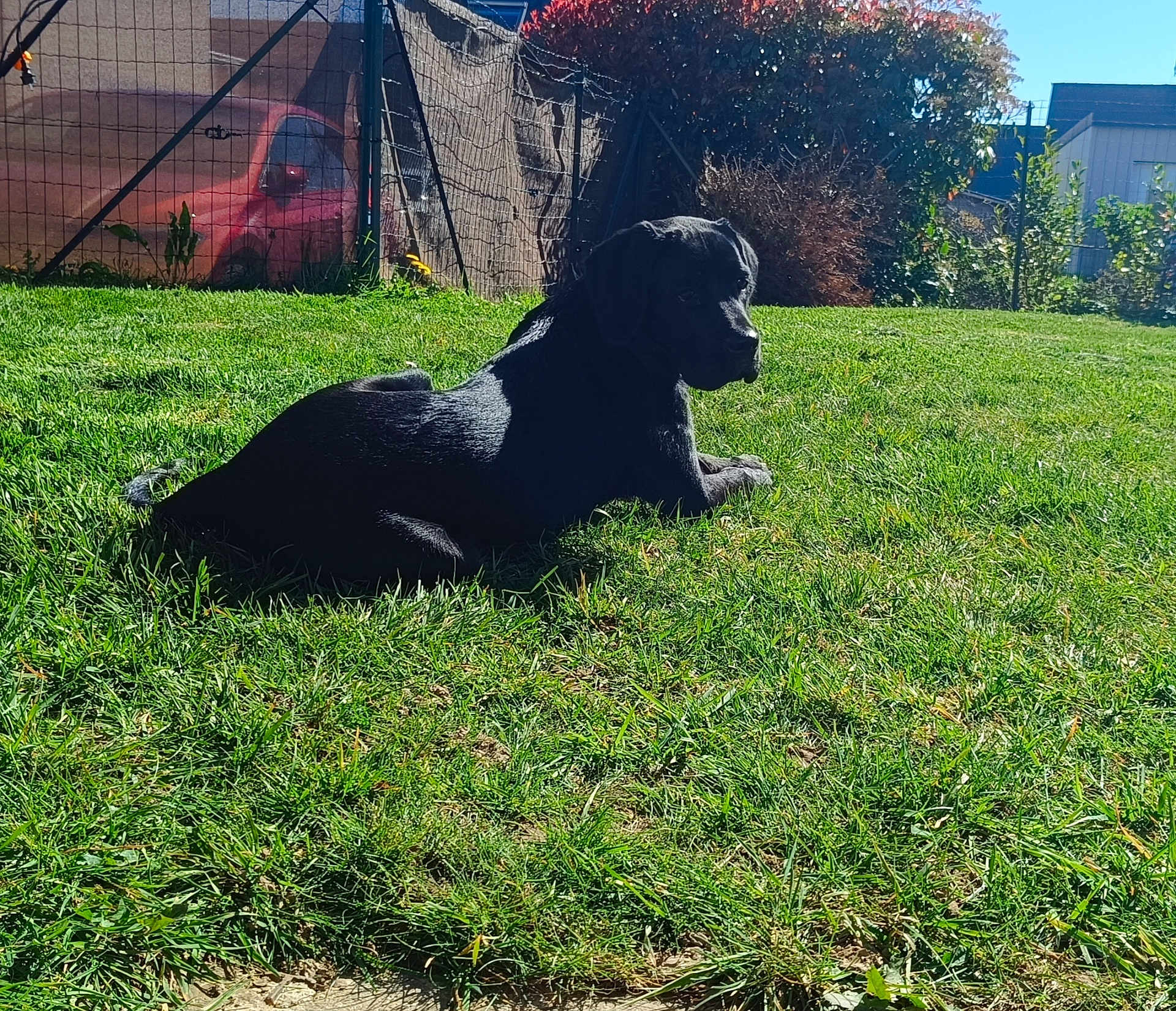 Lilith a rejoint le concours — aidez-le/la à gagner de superbes lots ! dog, black_dog, labrador, pet, grass, lawn, backyard, outdoor, sunlight, resting, animal, fence, shrubbery, house, profile, shadow, domestic_animal, canine, portrait, relaxing