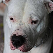 Goliath participe au concours pour gagner de l'argent avec cette photo :