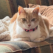 Charlie joined the competition — help win amazing prizes! cat, orange_cat, white_cat, pet, animal, feline, bow_tie, collar, portrait, close_up, sitting, lounging, sofa, couch, blanket, cozy, indoors, striped_fabric, whiskers, eyes
