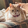 cat, orange_cat, white_cat, pet, animal, feline, bow_tie, collar, portrait, close_up, sitting, lounging, sofa, couch, blanket, cozy, indoors, striped_fabric, whiskers, eyes