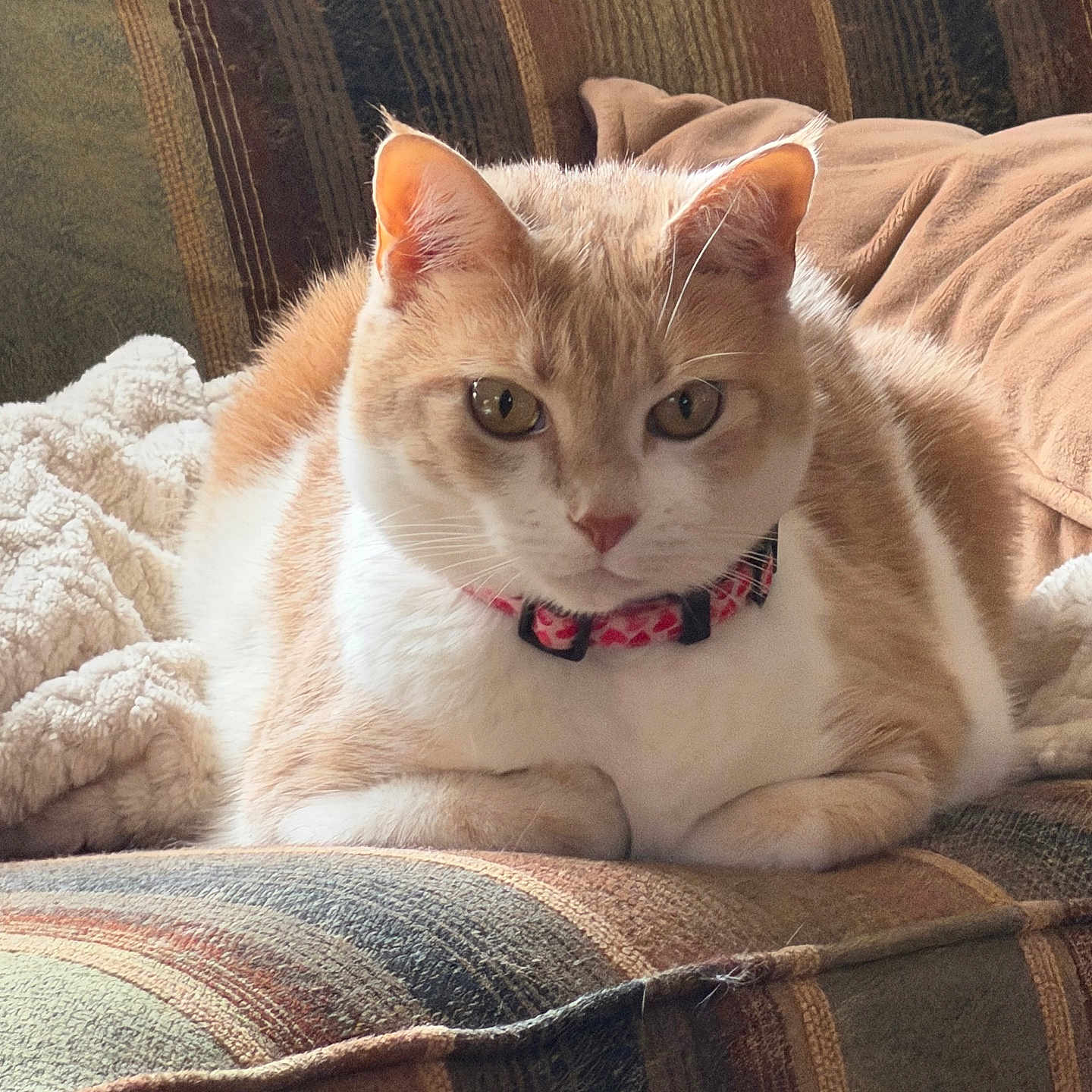 Charlie joined the competition — help win amazing prizes! cat, orange_cat, white_cat, pet, animal, feline, bow_tie, collar, portrait, close_up, sitting, lounging, sofa, couch, blanket, cozy, indoors, striped_fabric, whiskers, eyes