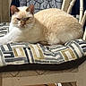 cat, cream_cat, pet, animal, feline, sitting, lounging, chair, cushion, upholstery, indoor, home, furniture, patterned_fabric, geometric_pattern, relaxed, looking_at_camera, whiskers, ears, cream_colored