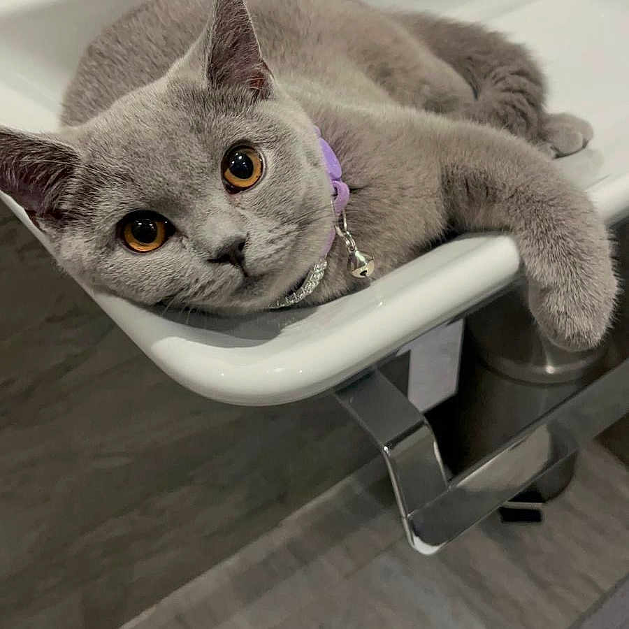 Safa joined the competition — help win amazing prizes! amber_eyes, animal_face, bathroom, bell, cat, close_up, collar, curious, cute, domestic_animal, feline, floor, grey_cat, indoor, lounging, pet, relaxed, resting, sink, tile_floor