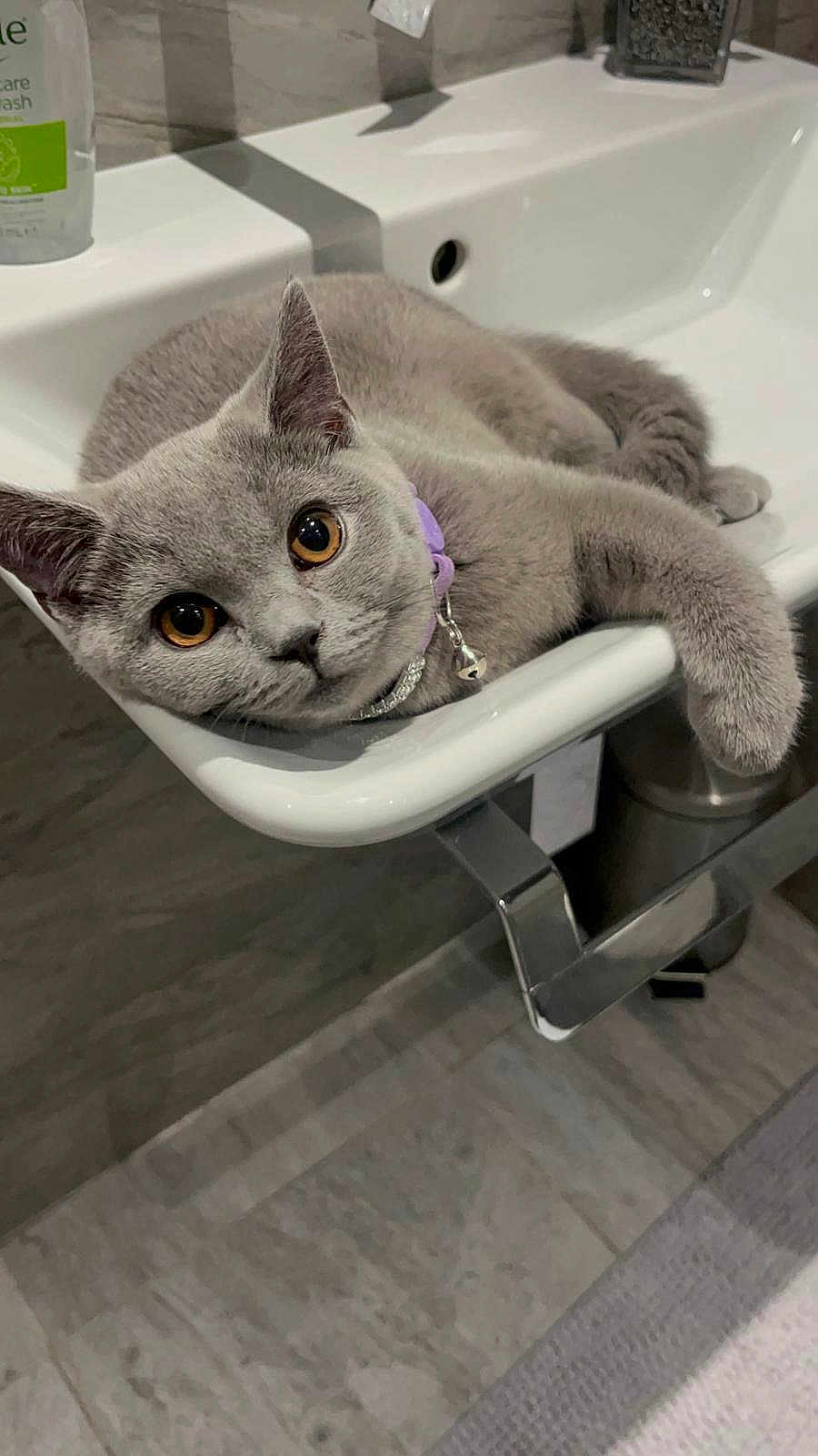 Safa joined the competition — help win amazing prizes! cat, grey_cat, amber_eyes, collar, bell, bathroom, sink, relaxed, lounging, pet, indoor, floor, tile_floor, curious, feline, domestic_animal, close_up, animal_face, cute, resting