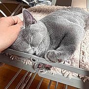 Safa is registered to the contest to win money with this photo: cat, sleeping, gray_cat, hand, blanket, chair, indoor, cozy, pet, fur, paw, relaxation, comfort, furniture, domestic, rest, cute, animal, soft, nap