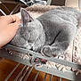cat, sleeping, gray_cat, hand, blanket, chair, indoor, cozy, pet, fur, paw, relaxation, comfort, furniture, domestic, rest, cute, animal, soft, nap