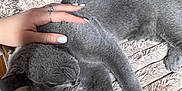 Safa is registered to the contest to win money with this photo: cat, gray_cat, pet, animal, sleeping, resting, hand, nails, blanket, furry, cozy, indoor, wooden_floor, furniture, comfort, relaxation, soft_texture, paw, head, domestic
