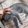 cat, gray_cat, pet, animal, sleeping, resting, hand, nails, blanket, furry, cozy, indoor, wooden_floor, furniture, comfort, relaxation, soft_texture, paw, head, domestic