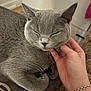 Safa is registered to the contest to win money with this photo: cat, gray_cat, pet, hand, scratching, relaxed, indoor, feline, close_up, fur, animal, cute, domestic_animal, resting, soft, wrist, bracelet, cozy, comfortable, peaceful