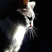 Litchie participe au concours pour gagner de l'argent avec cette photo : cat, animal, pet, fur, whiskers, side_light, shadow, dark_background, portrait, domestic_cat, mammal, feline, quiet, indoor, cute, profile, soft_light, calm, sitting, closeup