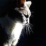 cat, animal, pet, fur, whiskers, side_light, shadow, dark_background, portrait, domestic_cat, mammal, feline, quiet, indoor, cute, profile, soft_light, calm, sitting, closeup