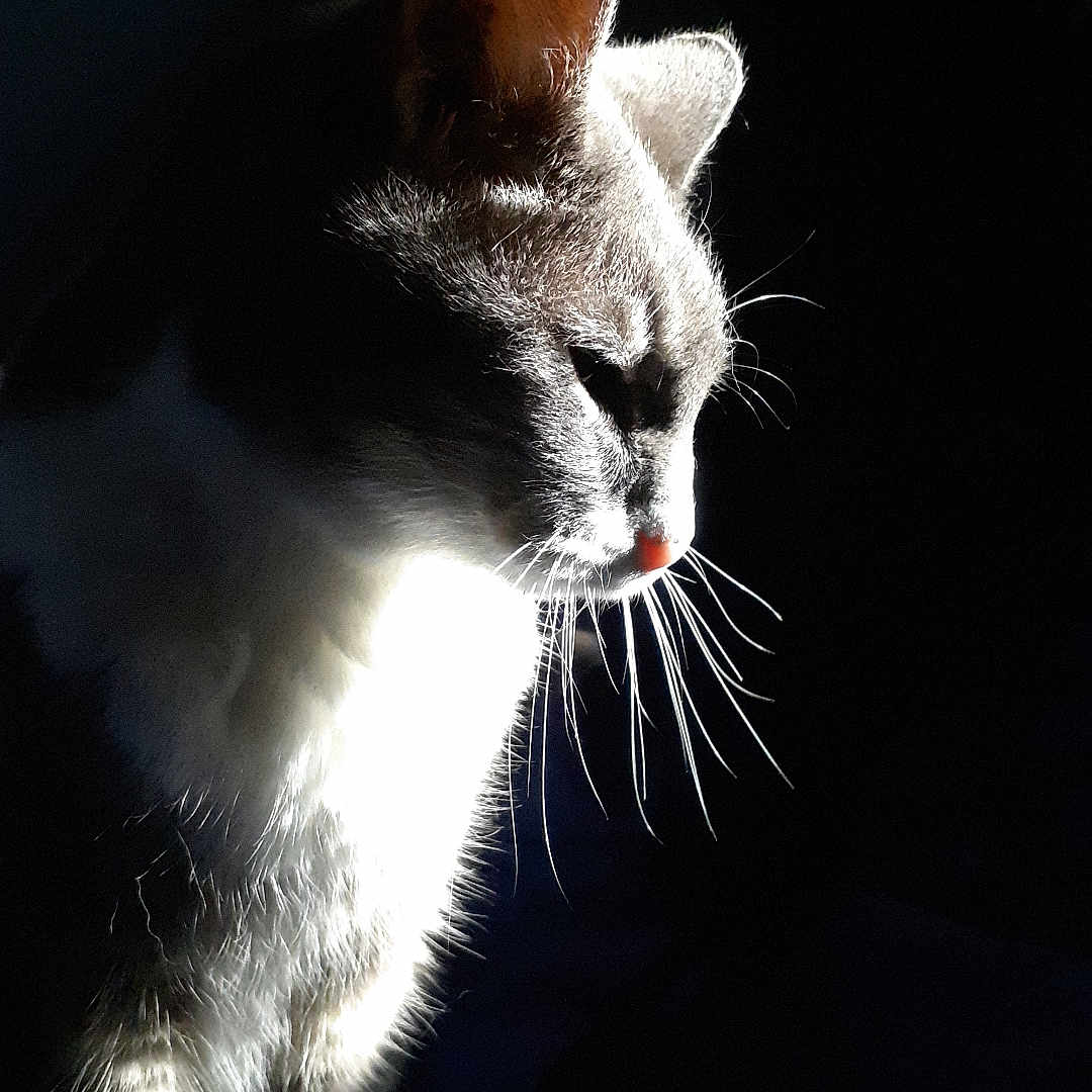 Litchie participe au concours pour gagner de l'argent avec cette photo : cat, animal, pet, fur, whiskers, side_light, shadow, dark_background, portrait, domestic_cat, mammal, feline, quiet, indoor, cute, profile, soft_light, calm, sitting, closeup