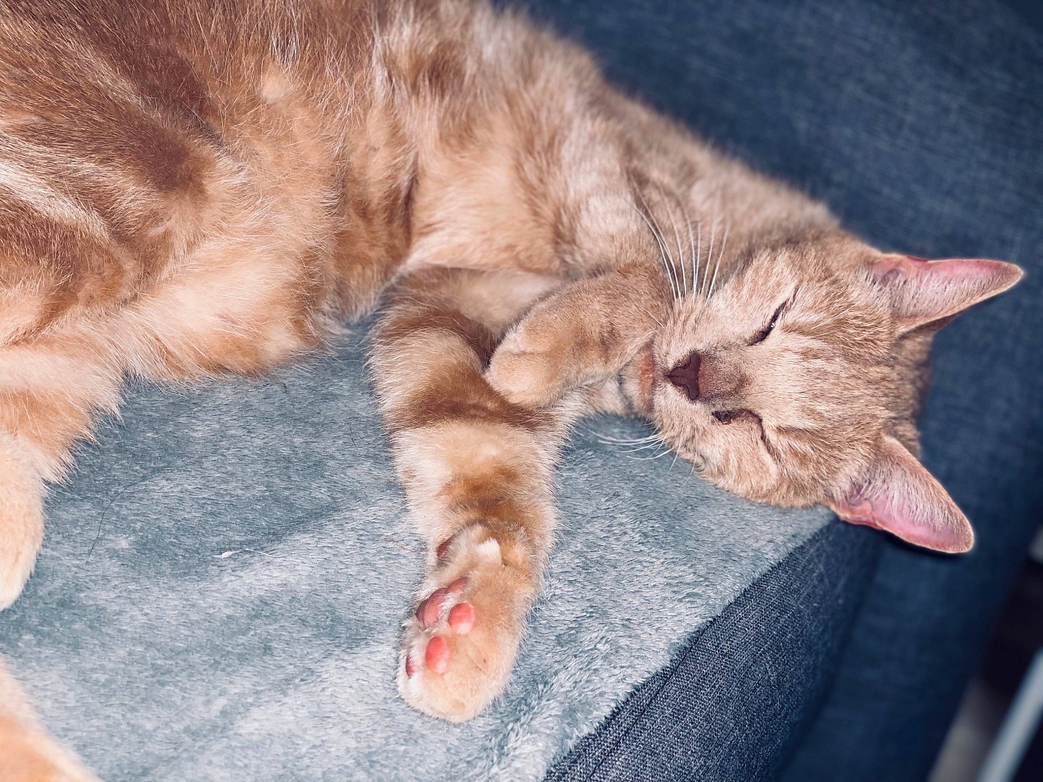 Stone participe au concours pour gagner de l'argent avec cette photo : asian, carnivore, cat, claw, domestic_short_haired_cat, ear, european_shorthair, felidae, fur, hand, kitten, leg, nap, paw, pixie_bob, polydactyl_cat, sleep, small_to_medium_sized_cats, tabby_cat, whiskers