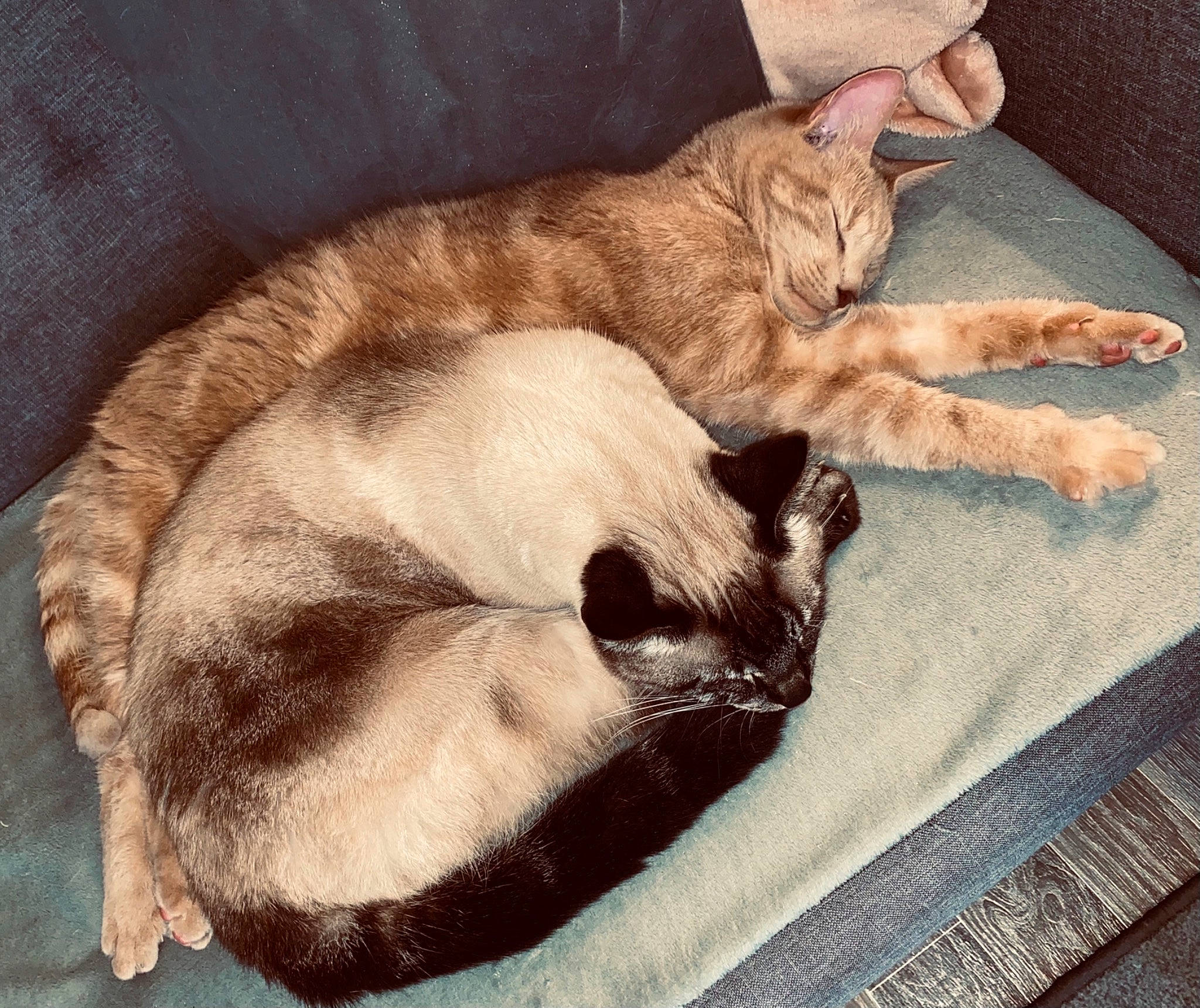 Stone participe au concours pour gagner de l'argent avec cette photo : asian, carnivore, cat, cat_bed, claw, comfort, domestic_short_haired_cat, european_shorthair, fawn, felidae, fur, german_rex, mammal, nap, paw, sleep, small_to_medium_sized_cats, tail, whiskers