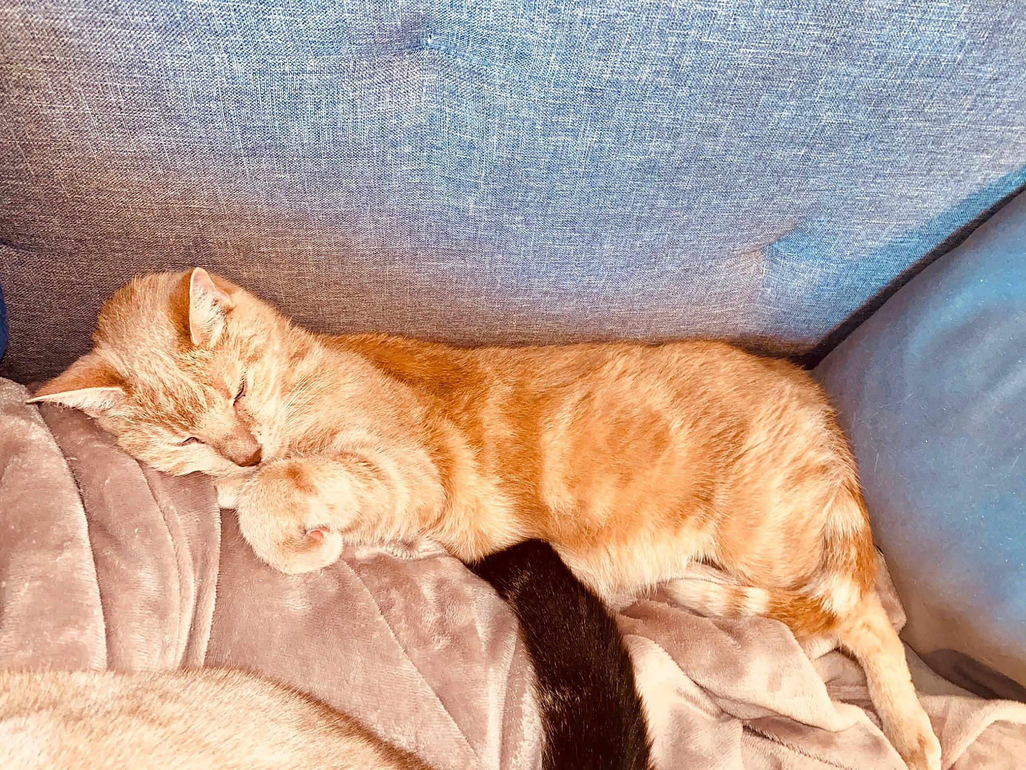 Stone participe au concours pour gagner de l'argent avec cette photo : carnivore, cat, european_shorthair, fawn, felidae, fur, kitten, nap, sleep, small_to_medium_sized_cats, tabby_cat, tail, whiskers