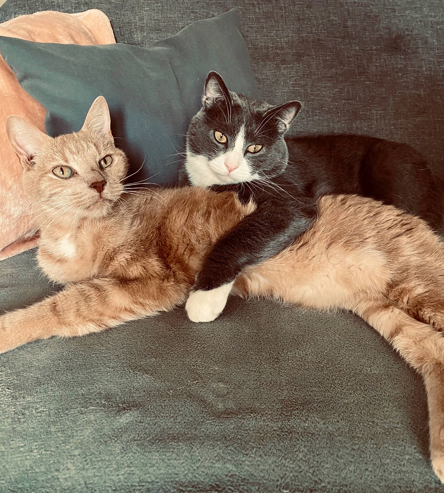 Stone participe au concours pour gagner de l'argent avec cette photo : aegean_cat, american_wirehair, asian, carnivore, cat, domestic_short_haired_cat, european_shorthair, fawn, felidae, fur, german_rex, kitten, mammal, polydactyl_cat, small_to_medium_sized_cats, tabby_cat, tail, vertebrate, whiskers