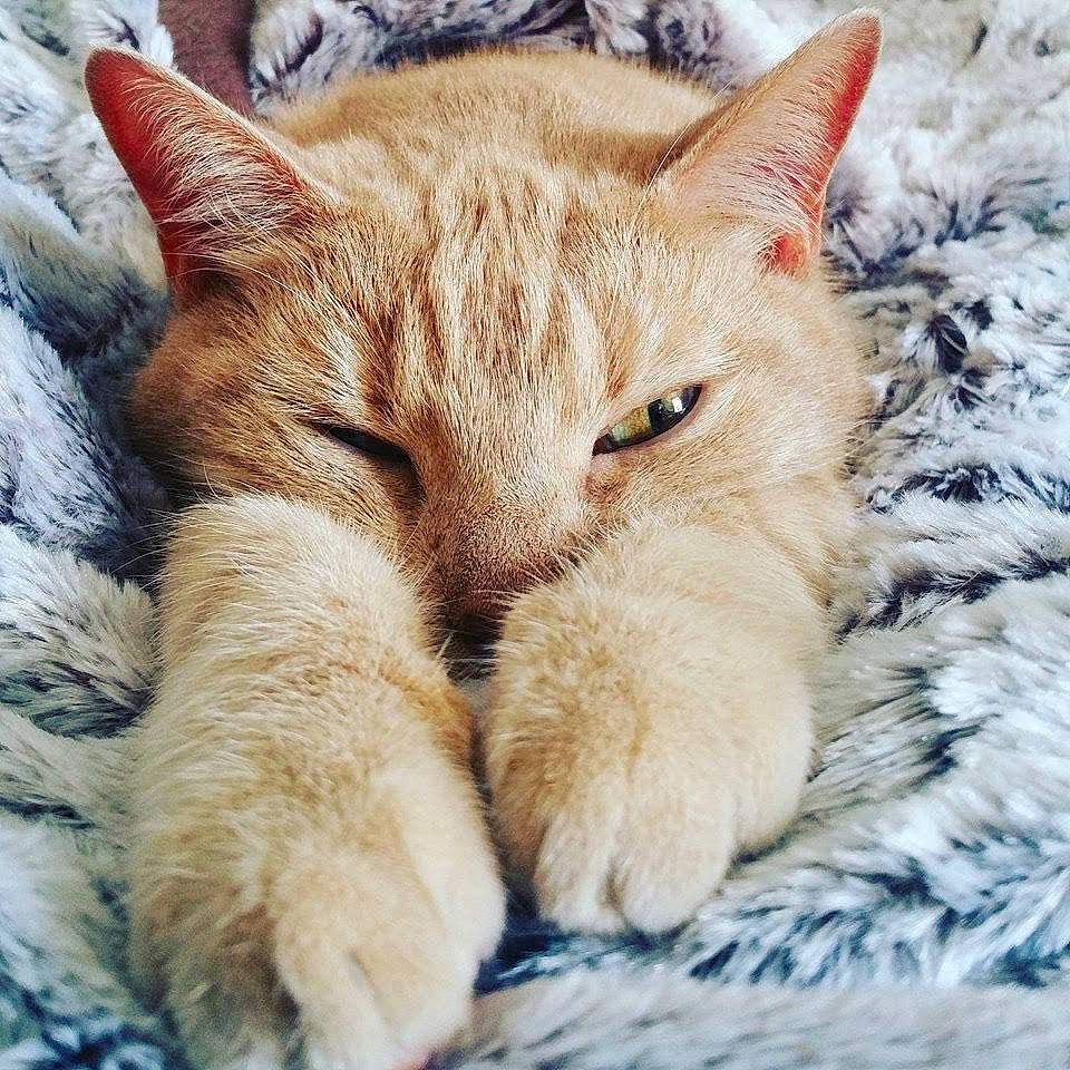 Stone a rejoint le concours — aidez-le/la à gagner de superbes lots ! asian, carnivore, cat, claw, close_up, domestic_short_haired_cat, european_shorthair, eye, felidae, fur, kitten, mammal, nap, nose, paw, sleep, small_to_medium_sized_cats, snout, tabby_cat, whiskers