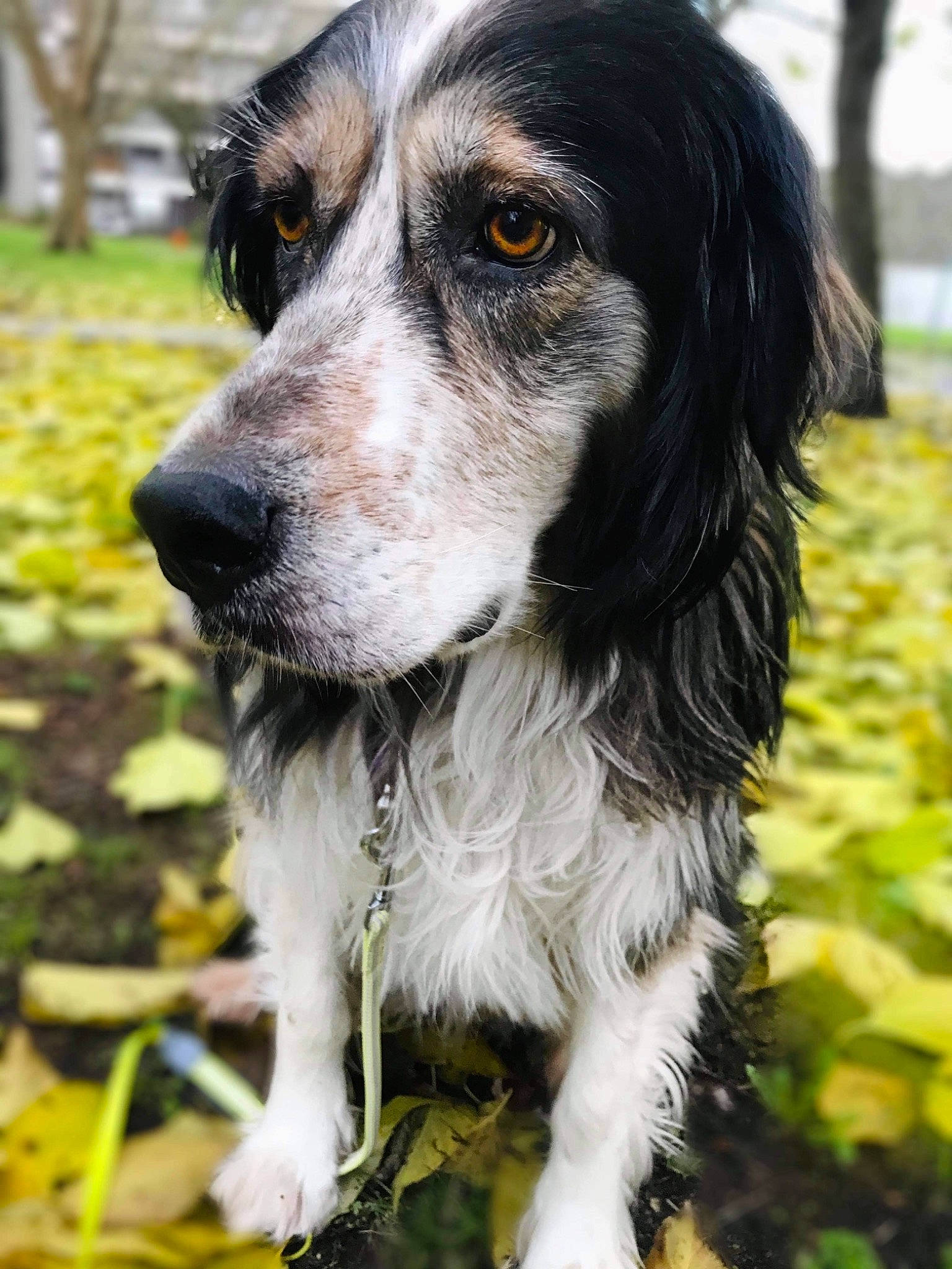 Gaïa a rejoint le concours — aidez-le/la à gagner de superbes lots ! canidae, carnivore, companion_dog, dog, dog_breed, fur, grass_family, gun_dog, herding_dog, iris, mammal, snout, spaniel, sporting_group, whiskers, working_animal, working_dog