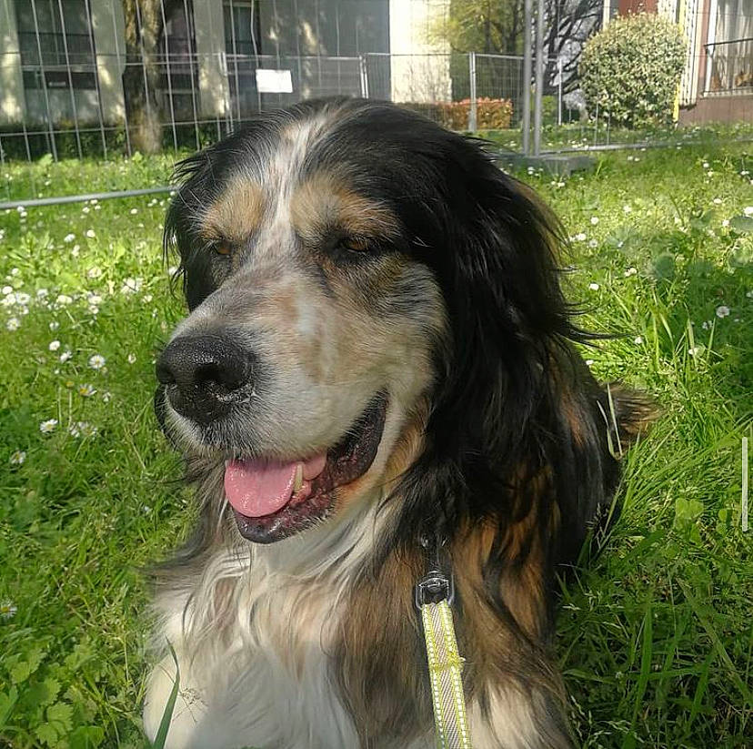 Gaïa participe au concours pour gagner de l'argent avec cette photo : backyard, canidae, carnivore, companion_dog, dog, dog_breed, fur, gun_dog, iris, lawn, liver, mesh, retriever, snout, sporting_group, tongue, vertebrate, whiskers, working_animal, yard