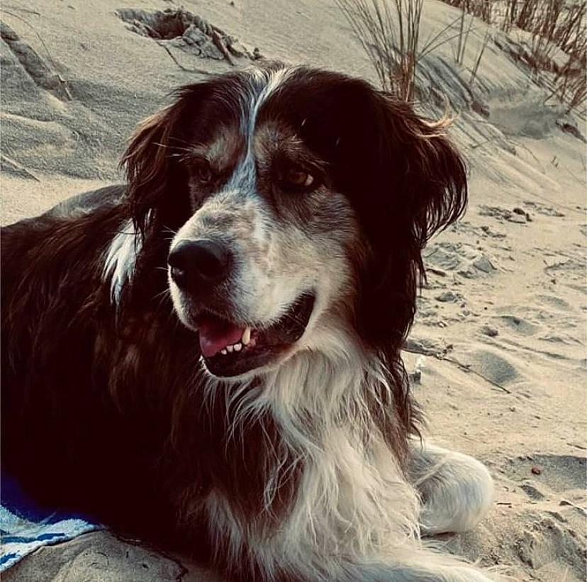 Gaïa a rejoint le concours — aidez-le/la à gagner de superbes lots ! canidae, carnivore, companion_dog, dog, dog_breed, fur, gun_dog, liver, mammal, organ, sand, snout, sporting_group, tongue, vertebrate, working_animal, working_dog