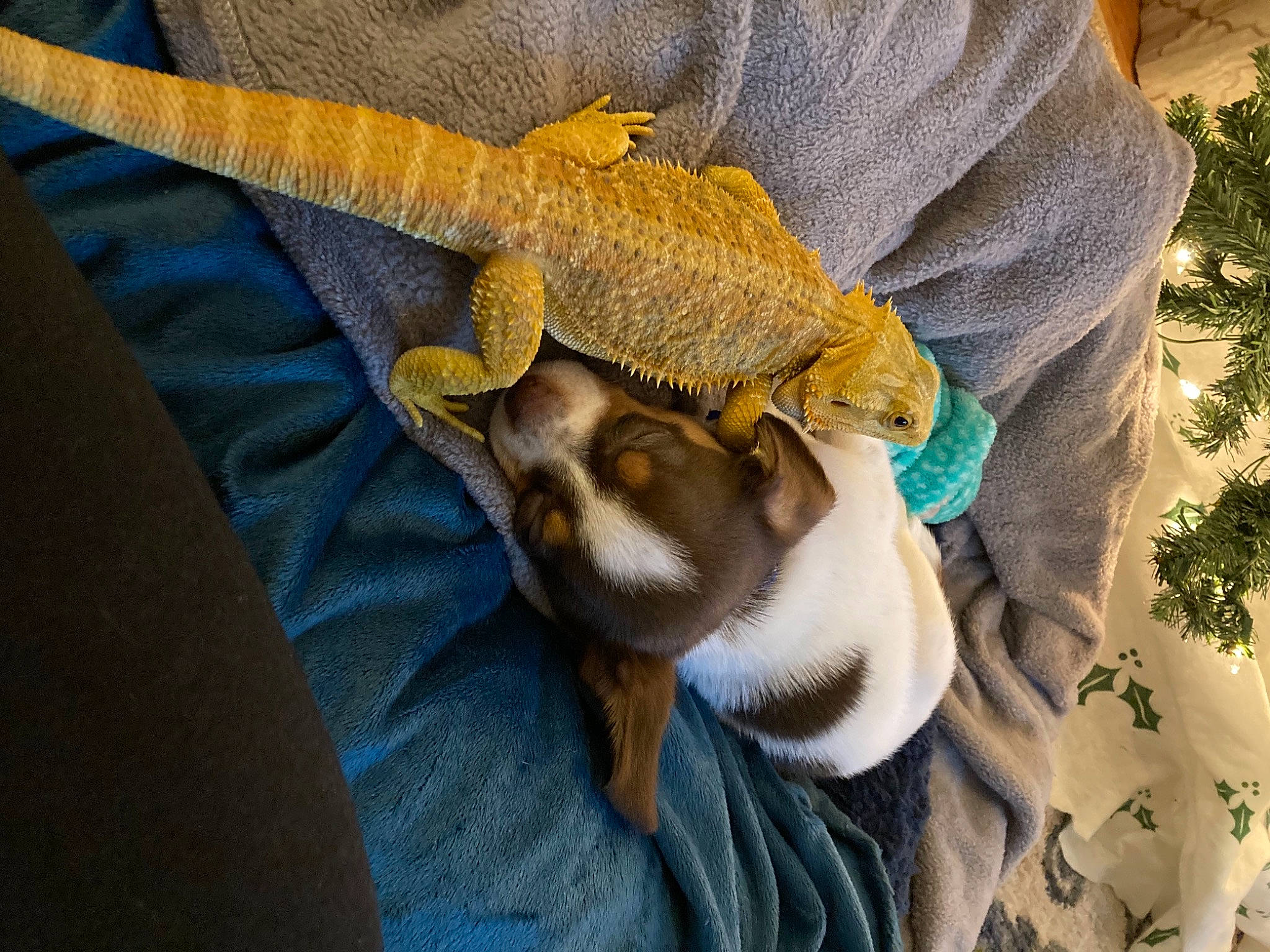 Hamlet joined the competition — help win amazing prizes! adaptation, chameleon, claw, dragon_lizard, fawn, fur, iguania, lizard, organism, reptile, scaled_reptile, snout, tail, terrestrial_animal, vertebrate, wildlife_biologist