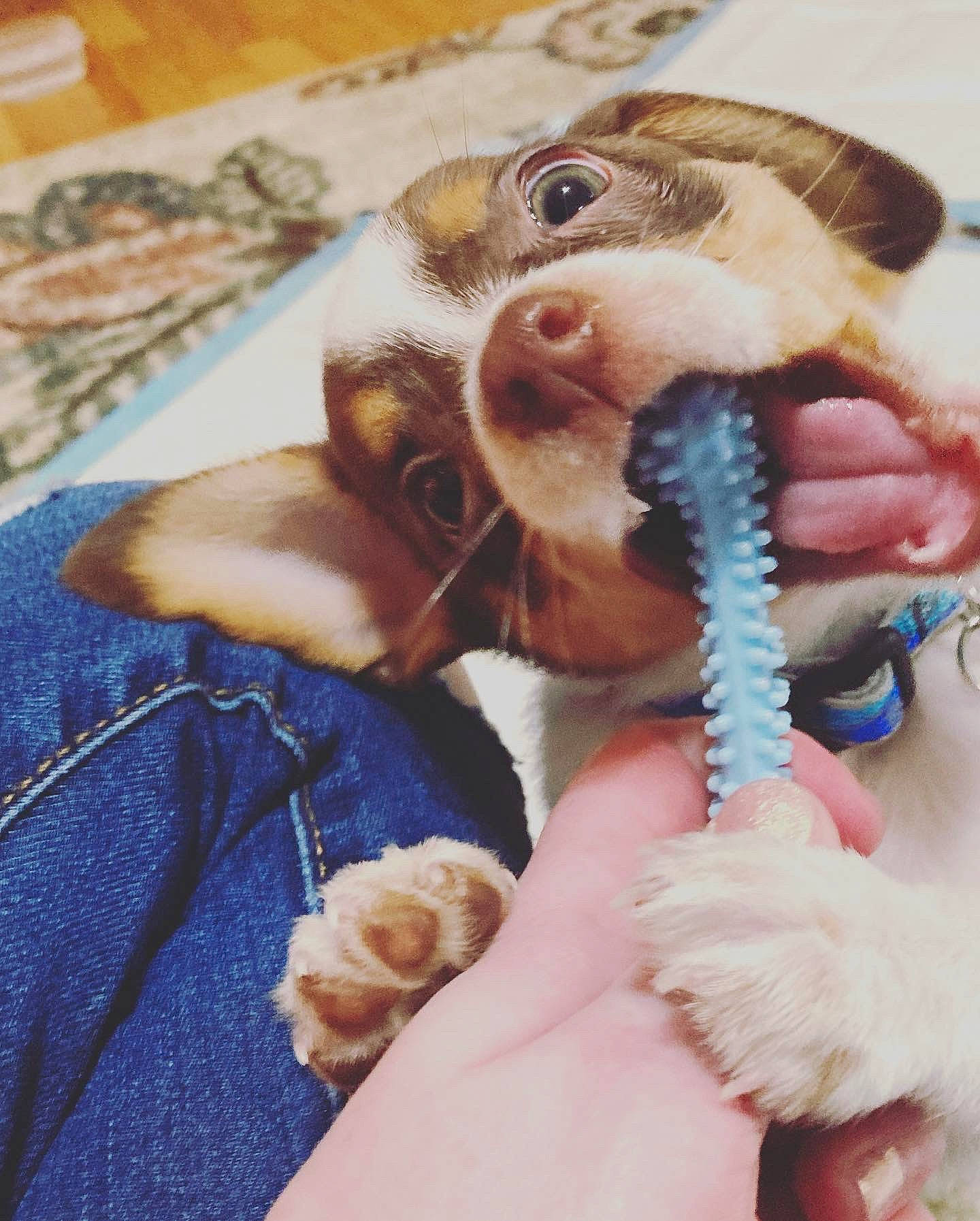 Hamlet joined the competition — help win amazing prizes! claw, denim, dinosaur, finger, flesh, fur, nail, paw, puppy, skin, snout, tongue, tooth, vertebrate