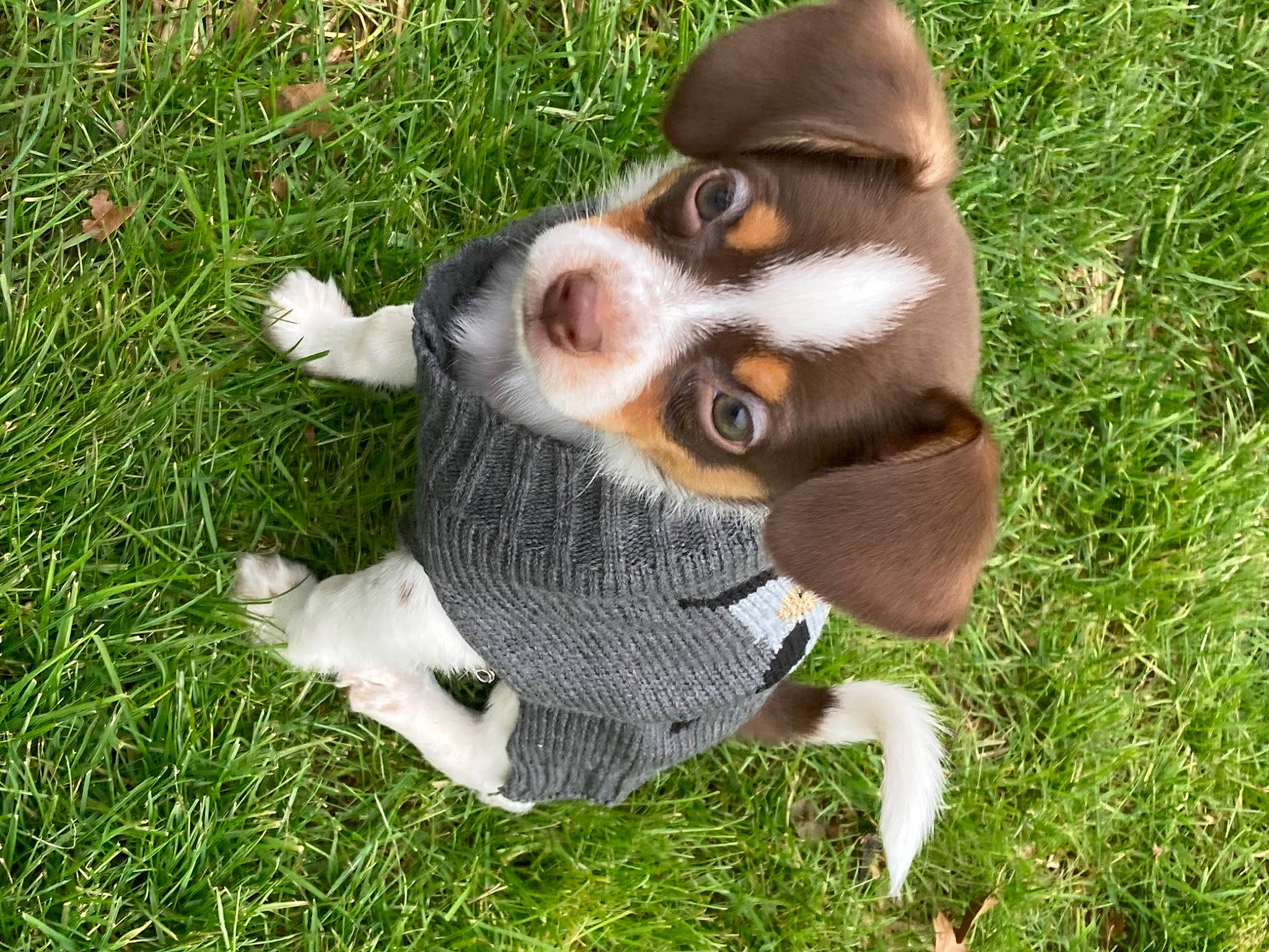 Hamlet is registered to the contest to win money with this photo: canidae, carnivore, companion_dog, dog, dog_breed, fur, grass, grass_family, liver, puppy, snout, sporting_group, working_animal, working_dog