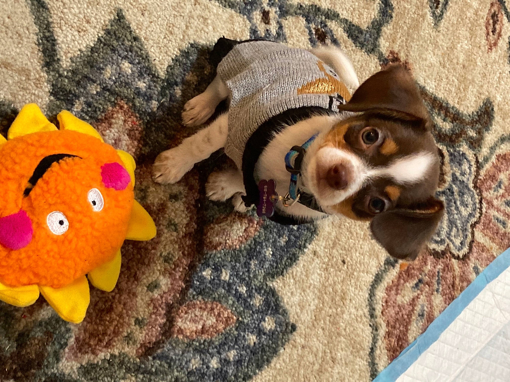 Hamlet is registered to the contest to win money with this photo: baby_toys, canidae, carnivore, companion_dog, craft, creative_arts, dog, dog_breed, dog_supply, fawn, liver, mat, plush, sporting_group, stuffed_toy, toy, working_animal, working_dog