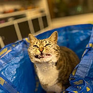 Winnie a rejoint le concours — aidez-le/la à gagner de superbes lots ! cat, tabby, animal, feline, pet, fangs, blue_bag, ikea_bag, indoor, close_up, face, whiskers, ears, mouth_open, teeth, expression, cute, domestic_animal, fur, eyes