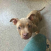 Willow is registered to the contest to win money with this photo: puppy, dog, pet, floor, curious, looking_up, ears_up, brown_fur, leg, teal_leggings, slipper, indoor, close_up, young_dog, cute, animal, companion, domestic, spotty_floor, flooring
