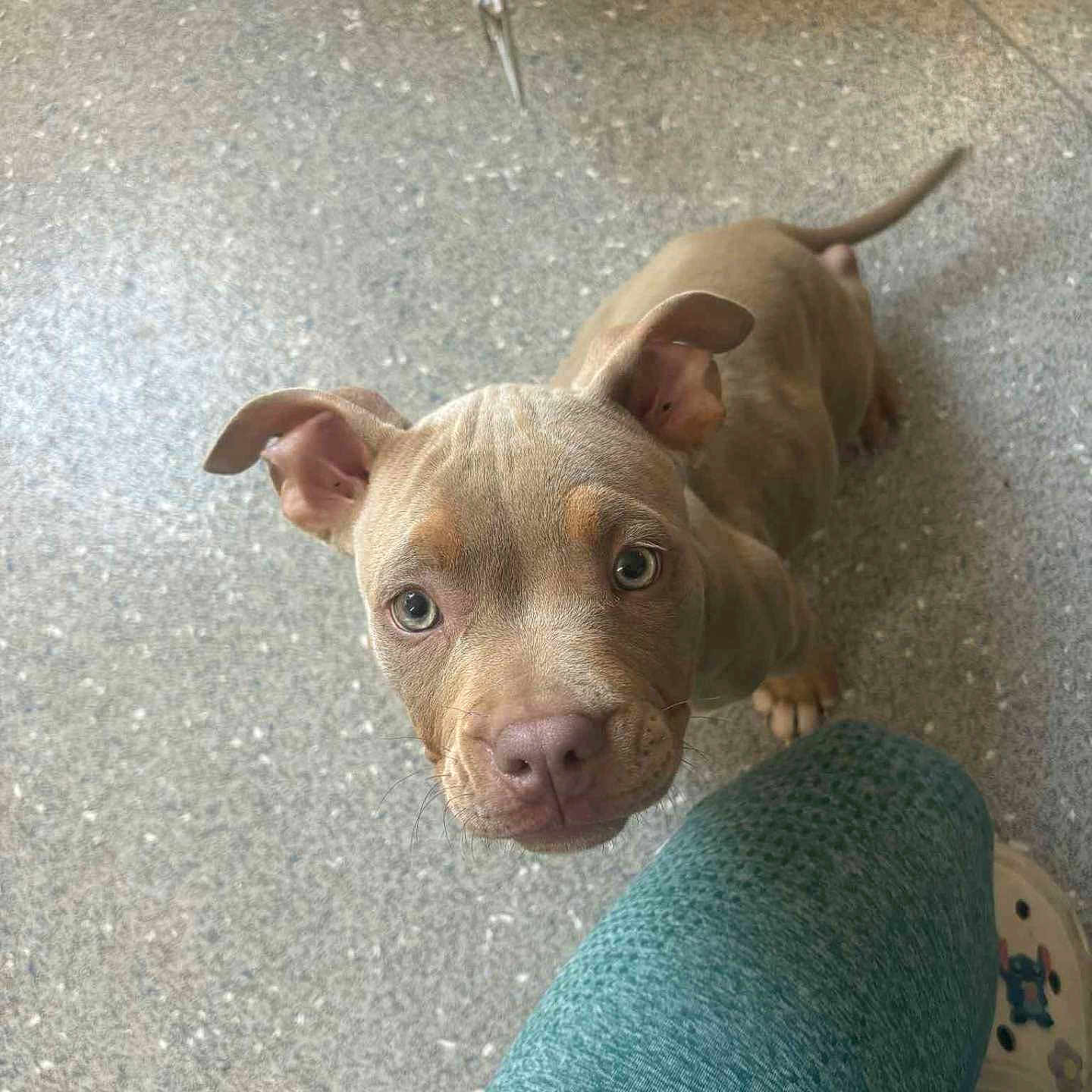 Willow is registered to the contest to win money with this photo: animal, brown_fur, close_up, companion, curious, cute, dog, domestic, ears_up, floor, flooring, indoor, leg, looking_up, pet, puppy, slipper, spotty_floor, teal_leggings, young_dog