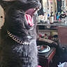 Loki joined the competition — help win amazing prizes! cat, black_cat, yawning, open_mouth, pink_tongue, teeth, fangs, collar, pet, animal, indoor, home, living_room, furniture, mirror, table, bowl, blanket, portrait, close_up
